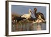 Water Flock-Staffan Widstrand-Framed Giclee Print