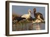 Water Flock-Staffan Widstrand-Framed Giclee Print