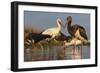 Water Flock-Staffan Widstrand-Framed Giclee Print