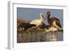 Water Flock-Staffan Widstrand-Framed Giclee Print