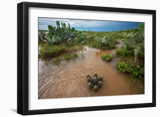 Water flooding across Prickly pear landscape, South Texas-Karine Aigner-Framed Photographic Print