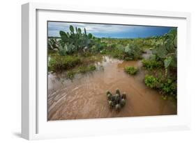 Water flooding across Prickly pear landscape, South Texas-Karine Aigner-Framed Photographic Print