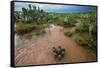 Water flooding across Prickly pear landscape, South Texas-Karine Aigner-Framed Stretched Canvas