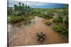 Water flooding across Prickly pear landscape, South Texas-Karine Aigner-Stretched Canvas