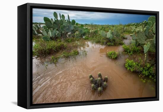 Water flooding across Prickly pear landscape, South Texas-Karine Aigner-Framed Stretched Canvas