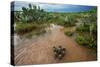 Water flooding across Prickly pear landscape, South Texas-Karine Aigner-Stretched Canvas