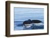 Water flows off a humpback whale's tail as it prepares to dive, British Columbia.-Brenda Tharp-Framed Photographic Print