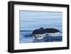 Water flows off a humpback whale's tail as it prepares to dive, British Columbia.-Brenda Tharp-Framed Photographic Print