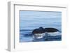 Water flows off a humpback whale's tail as it prepares to dive, British Columbia.-Brenda Tharp-Framed Photographic Print