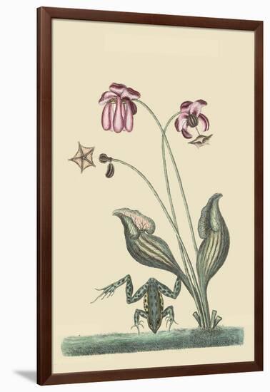 Water Frog-Mark Catesby-Framed Premium Giclee Print