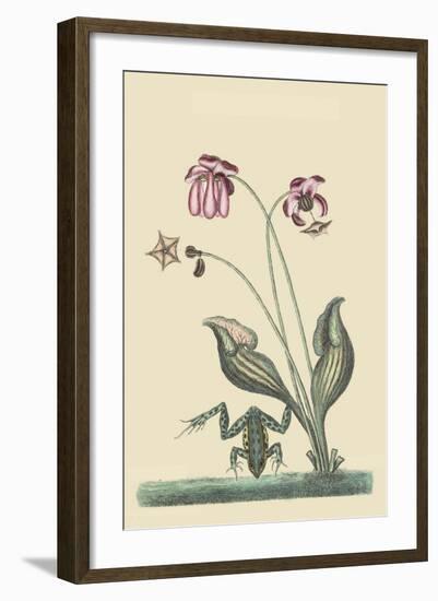 Water Frog-Mark Catesby-Framed Art Print