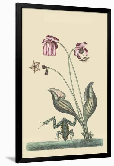 Water Frog-Mark Catesby-Framed Art Print