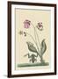 Water Frog-Mark Catesby-Framed Art Print