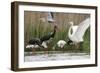 Water Gathering-Staffan Widstrand-Framed Giclee Print