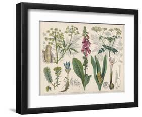 Water Hemlock-null-Framed Photographic Print