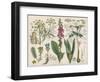 Water Hemlock-null-Framed Photographic Print