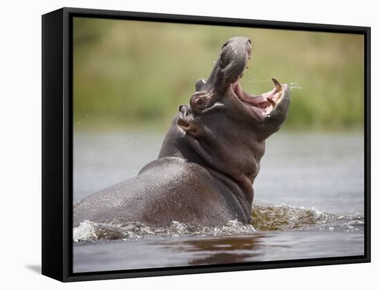 Water Hippopotamus Popping Jaws in Threat Display in Kwando River During Rainy Season, Namibia-Paul Souders-Framed Stretched Canvas