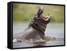 Water Hippopotamus Popping Jaws in Threat Display in Kwando River During Rainy Season, Namibia-Paul Souders-Framed Stretched Canvas