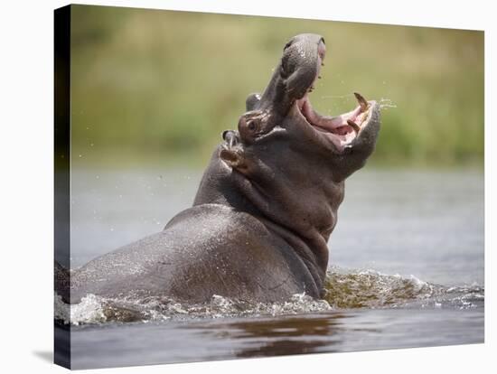 Water Hippopotamus Popping Jaws in Threat Display in Kwando River During Rainy Season, Namibia-Paul Souders-Stretched Canvas