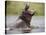 Water Hippopotamus Popping Jaws in Threat Display in Kwando River During Rainy Season, Namibia-Paul Souders-Stretched Canvas