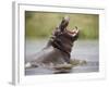 Water Hippopotamus Popping Jaws in Threat Display in Kwando River During Rainy Season, Namibia-Paul Souders-Framed Photographic Print