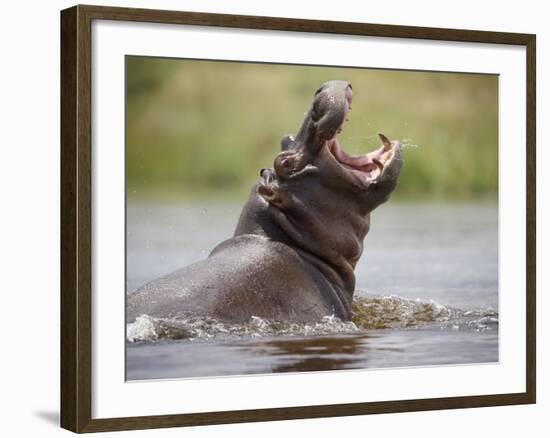 Water Hippopotamus Popping Jaws in Threat Display in Kwando River During Rainy Season, Namibia-Paul Souders-Framed Photographic Print