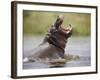 Water Hippopotamus Popping Jaws in Threat Display in Kwando River During Rainy Season, Namibia-Paul Souders-Framed Photographic Print