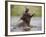 Water Hippopotamus Popping Jaws in Threat Display in Kwando River During Rainy Season, Namibia-Paul Souders-Framed Photographic Print