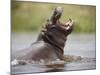 Water Hippopotamus Popping Jaws in Threat Display in Kwando River During Rainy Season, Namibia-Paul Souders-Mounted Photographic Print
