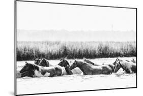 Water Horses III-PHBurchett-Mounted Art Print