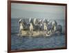 Water Horses VI-PHBurchett-Framed Art Print