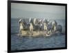 Water Horses VI-PHBurchett-Framed Art Print