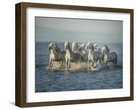 Water Horses VI-PHBurchett-Framed Art Print