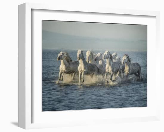 Water Horses VI-PHBurchett-Framed Art Print