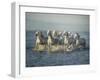 Water Horses VI-PHBurchett-Framed Art Print