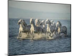 Water Horses VI-PHBurchett-Mounted Art Print