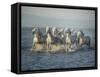 Water Horses VI-PHBurchett-Framed Stretched Canvas