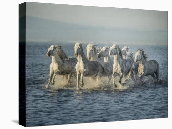 Water Horses VI-PHBurchett-Stretched Canvas