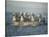 Water Horses VI-PHBurchett-Stretched Canvas