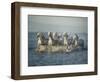 Water Horses VI-PHBurchett-Framed Art Print