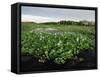 Water Hyacinth Covering Lake, Texas, USA-Rolf Nussbaumer-Framed Stretched Canvas