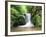 Water in a Forest, Geroldsau Waterfall, Black Forest, Baden-Wurttemberg, Germany-null-Framed Photographic Print