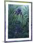 Water Iris-Fiona Stokes-Gilbert-Mounted Giclee Print