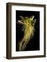 Water lettuce with submerged roots in aquarium-Adrian Davies-Framed Photographic Print