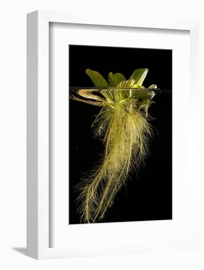 Water lettuce with submerged roots in aquarium-Adrian Davies-Framed Photographic Print