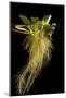 Water lettuce with submerged roots in aquarium-Adrian Davies-Mounted Photographic Print