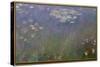 Water Lilies (Agapanthus), c.1915-26 (oil on canvas)-Claude Monet-Stretched Canvas