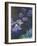 Water Lilies and Agapanthus-Claude Monet-Framed Giclee Print
