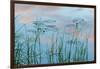 Water Lilies and Clouds, Lone Jack Pond, Northern Forest, Maine-Jerry & Marcy Monkman-Framed Photographic Print