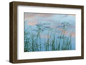 Water Lilies and Clouds, Lone Jack Pond, Northern Forest, Maine-Jerry & Marcy Monkman-Framed Photographic Print